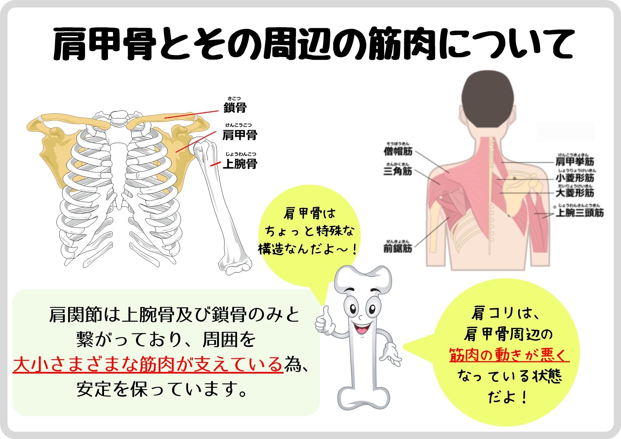 肩甲骨とその周辺の筋肉について
